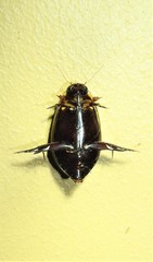 Cybister tripunctatus
