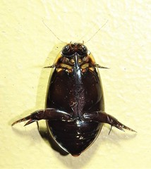 Cybister tripunctatus