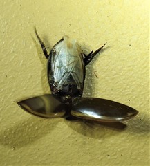 Cybister tripunctatus