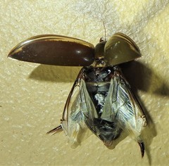 Cybister tripunctatus