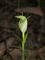 Pterostylis alpina