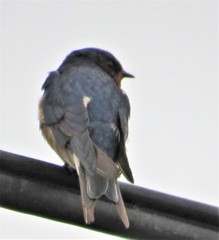 Hirundo rustica rustica