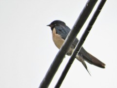 Hirundo rustica rustica