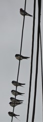 Hirundo rustica rustica