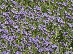 Phacelia ciliata