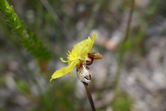 Xyris gracilis
