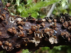 Polyschismium trevelyanii