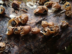 Polyschismium trevelyanii