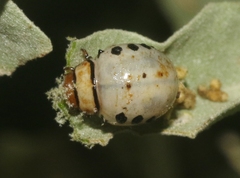 Leptinotarsa texana
