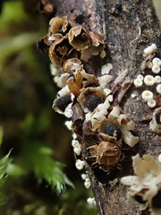 Polyschismium trevelyanii