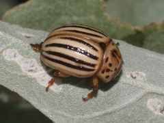 Leptinotarsa texana