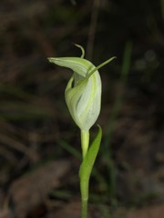 Pterostylis alpina