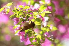 Zosterops maderaspatanus