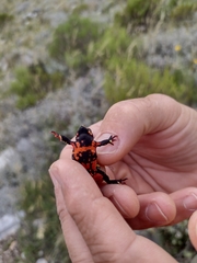 Melanophryniscus diabolicus