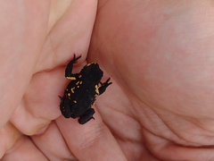 Melanophryniscus diabolicus