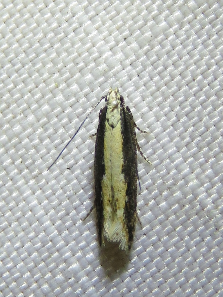 Acacia Aristotelia