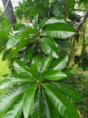 Barringtonia calyptrata
