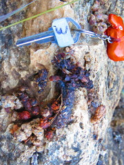 Bassariscus