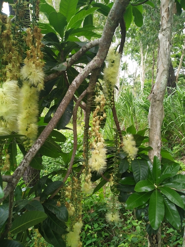 Image of Barringtonia calyptrata by (c) Steve Fitzgerald, some rights reserved (CC BY-SA)