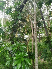 Barringtonia calyptrata