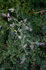 Vicia benghalensis