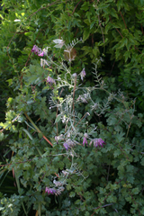 Vicia benghalensis