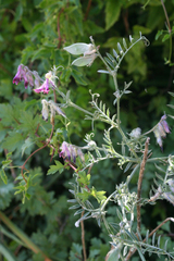 Vicia benghalensis