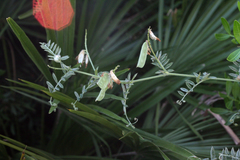 Vicia benghalensis