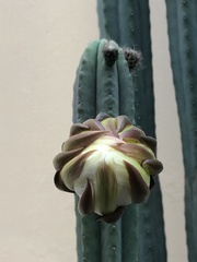 Trichocereus macrogonus