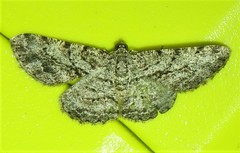 Zermizinga sinuata