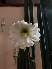Trichocereus macrogonus