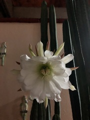 Trichocereus macrogonus