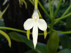 Epidendrum leucochilum