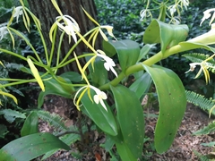 Epidendrum leucochilum