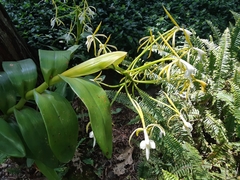 Epidendrum leucochilum