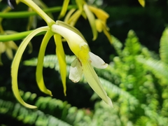 Epidendrum leucochilum