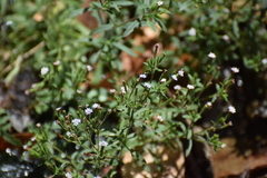 Stevia trifida