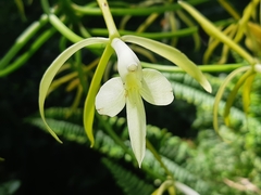 Epidendrum leucochilum