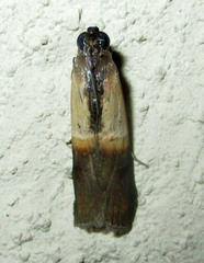 Ulophora