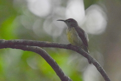 Leptocoma calcostetha