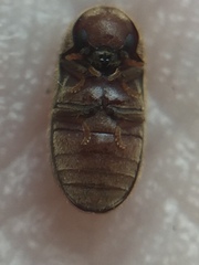 Xyletobius watti