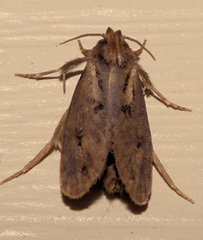 Acrolophus propinqua