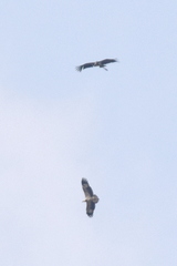 Leptoptilos javanicus