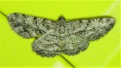 Zermizinga sinuata