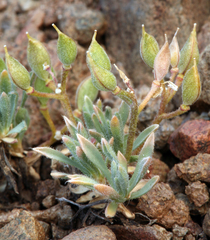 Cusickiella douglasii