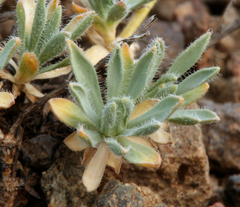 Cusickiella douglasii