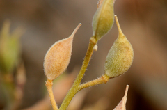 Cusickiella douglasii