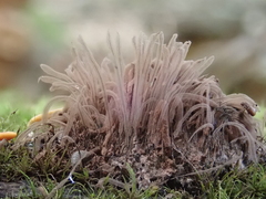 Stemonitis flavogenita
