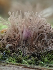 Stemonitis flavogenita