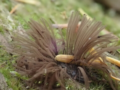 Stemonitis flavogenita